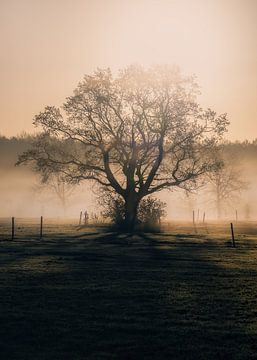 Der Baum des Lebens von Tom Mourik