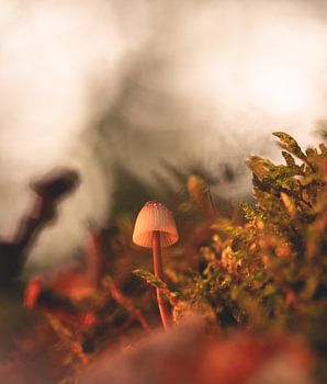 Herbsttafel im September aus dem Wald