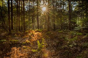 Autumn is on its way von Davy Sleijster