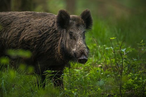 Wild boar