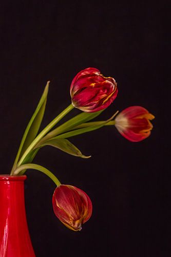 Drei rote Tulpen in einer Vase