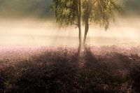 der Ballerina-Baum