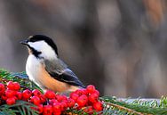 A tit at the feeder by Claude Laprise thumbnail