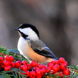 A tit at the feeder by Claude Laprise