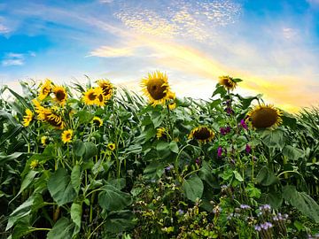 Sonnenblumen am Rande eines Maisfeldes bei dramatischem Himmel von MPfoto71