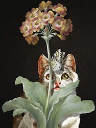 Feline Focus