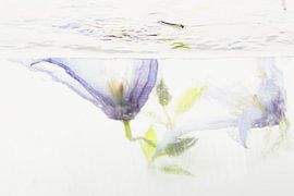 Clématites dans la glace 2