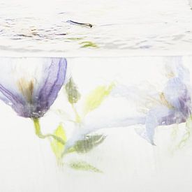 Clematis in Eis 2 von Marc Heiligenstein