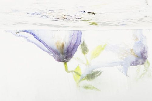 Clematis in Eis 2 von Marc Heiligenstein