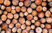 Troncs d'arbres