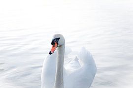 Verträumter Schwan von Hilde Landhuis