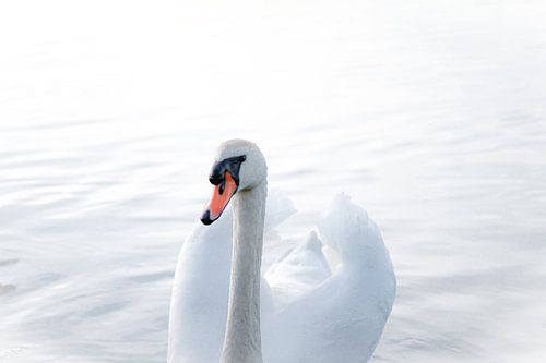 Dreamy swan