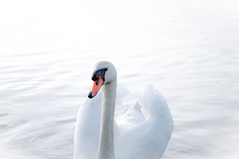 Dreamy swan by Hilde Landhuis