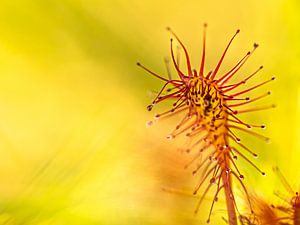 Abstrait naturel