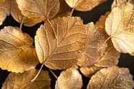 Bronze leaves with dew by Art & Soul Creations thumbnail