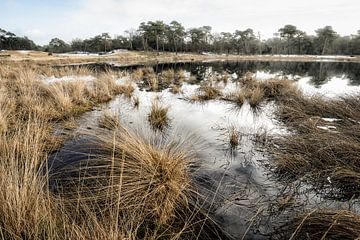 Rietpollen, reflectie, natuurgebied Kampina van Arthur van den Berg