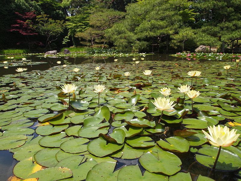 Waterlelies by Isjah Koppejan