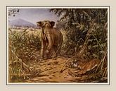 Schoolplate A.M. Koekkoek - "In the Rimboo" by Anita Meis thumbnail
