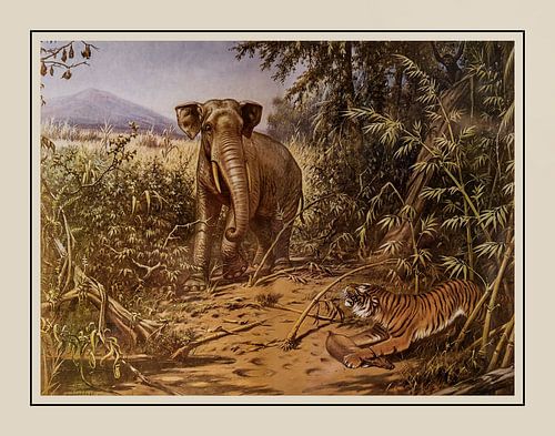 Schoolplate A.M. Koekkoek - "In the Rimboo"