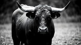 Un bison imposant dans un portrait monochrome saisissant