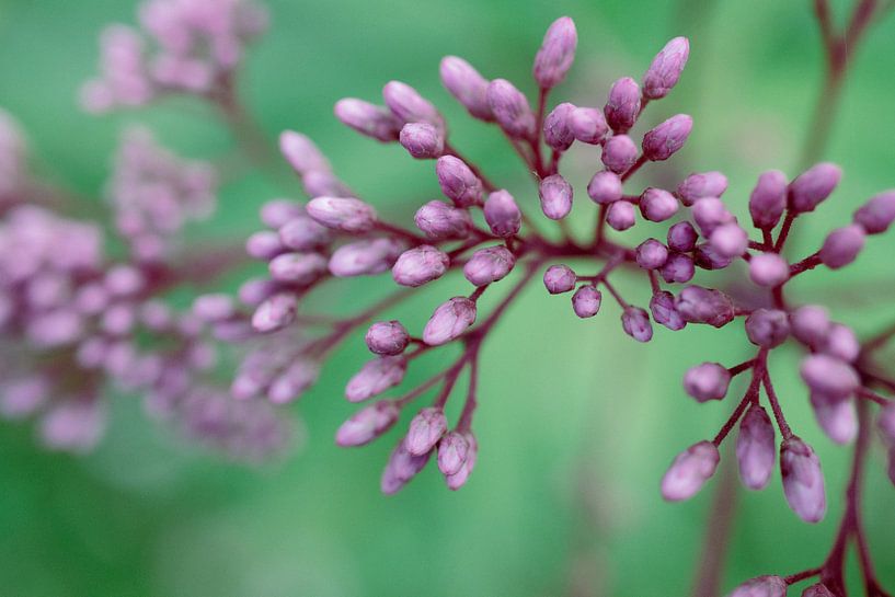 Colorful Photo of a Purple Flower in Bud by Crystal Clear