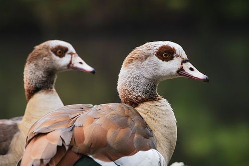 Zwei Nilgänse bei Fort Blauwkapel, Utrecht