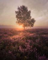 Foggy morning on the moors