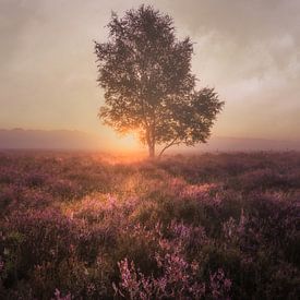 Mistige ochtend op de heide van Tim Rensing