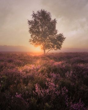 Foggy morning on the moors by Tim Rensing