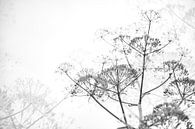Venkel bloemen als zwart/wit foto. van Ron van der Stappen thumbnail