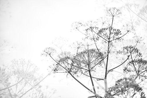 Venkel bloemen als zwart/wit foto.