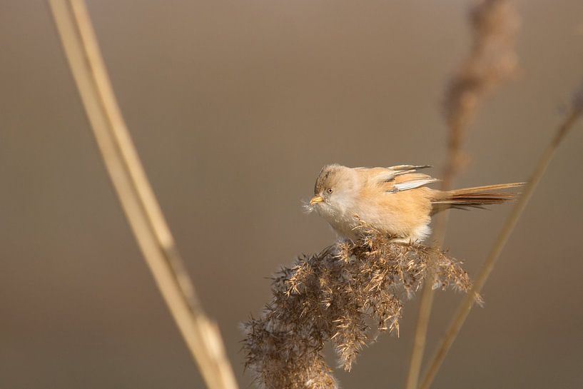 Baardmannetje vrouw eet rietzaden van Arien Linge