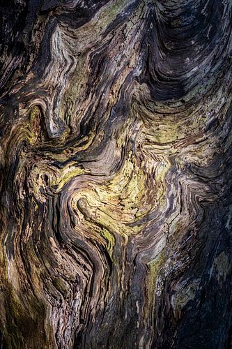 Lines of Life 2 by Jaspar Moulijn