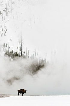 Amerikaanse bizon, Bison bison