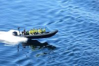 Rib over de noorse fjorden