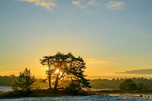 Sonnenaufgang im Treibsand-Naturschutzgebiet Hulshorsterzand