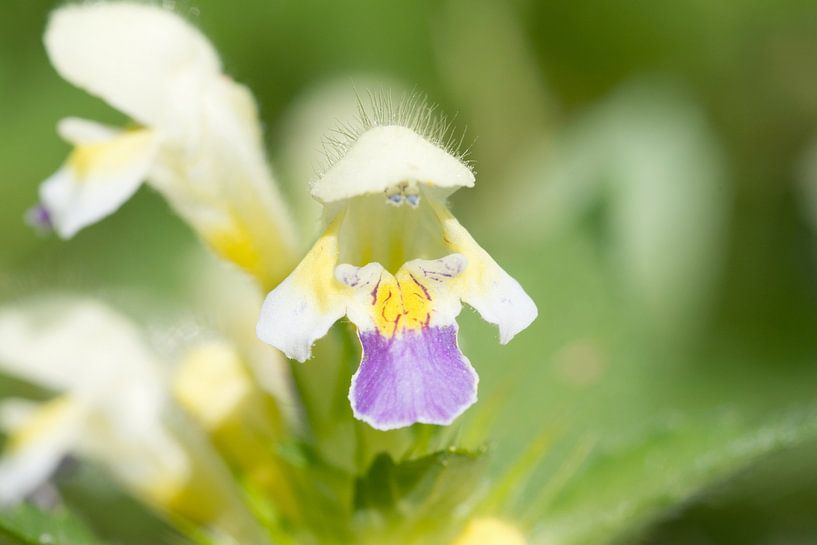 Dauwnetel par Ivonne Fuhren- van de Kerkhof