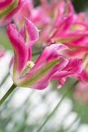 Tulip - Lady - Pink by Marly De Kok