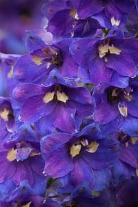 delphinium 2 sur Yvonne Blokland