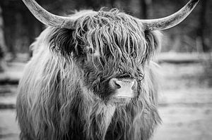 Schottische Highlander-Rind im Winter im Schnee