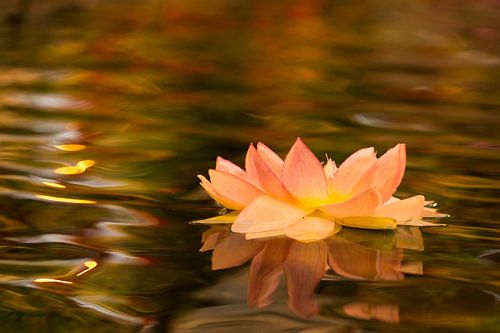Indische Waterlelie