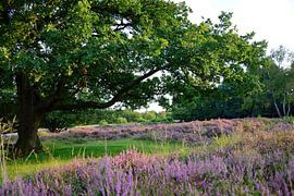 Prachtig gezicht van Frank's Awesome Travels