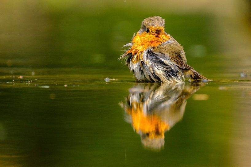 Robin in der Badewanne von Joke Beers-Blom