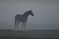 Een paard in de mist von Menno Schaefer Miniaturansicht