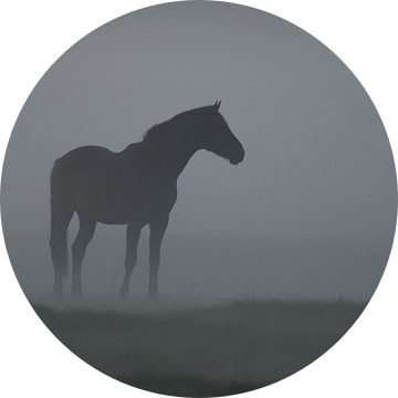 Een paard in de mist van Menno Schaefer