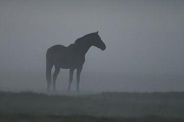 Horse sur Menno Schaefer