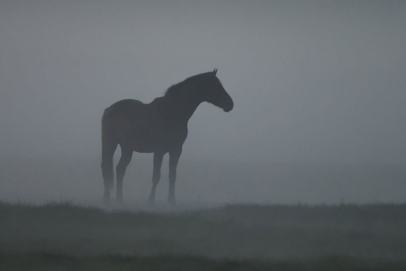 Een paard in de mist par Menno Schaefer