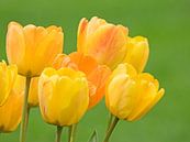 Gelbe Tulpenblüten von Katrin May Miniaturansicht