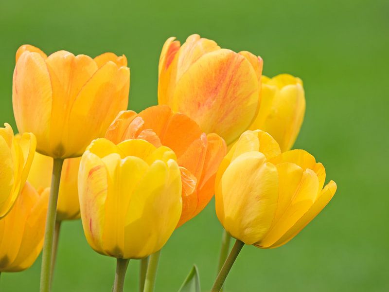 Gelbe Tulpenblüten von Katrin May