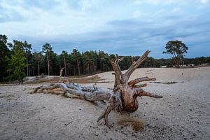 Souche d'arbre Sahara près d'Ommen